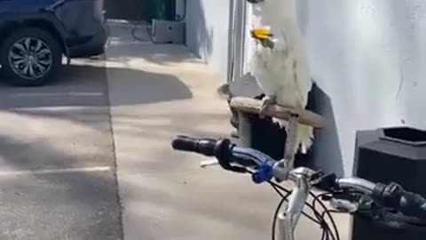 🐦😊 Just a Parrot with the Owner Enjoying Some Drinks Together - Hilarious Moments! | FunFM