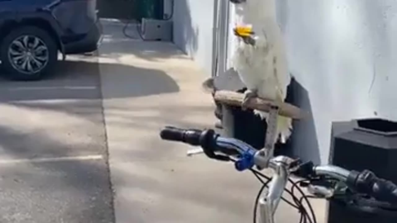 🐦😊 Just a Parrot with the Owner Enjoying Some Drinks Together - Hilarious Moments! | FunFM