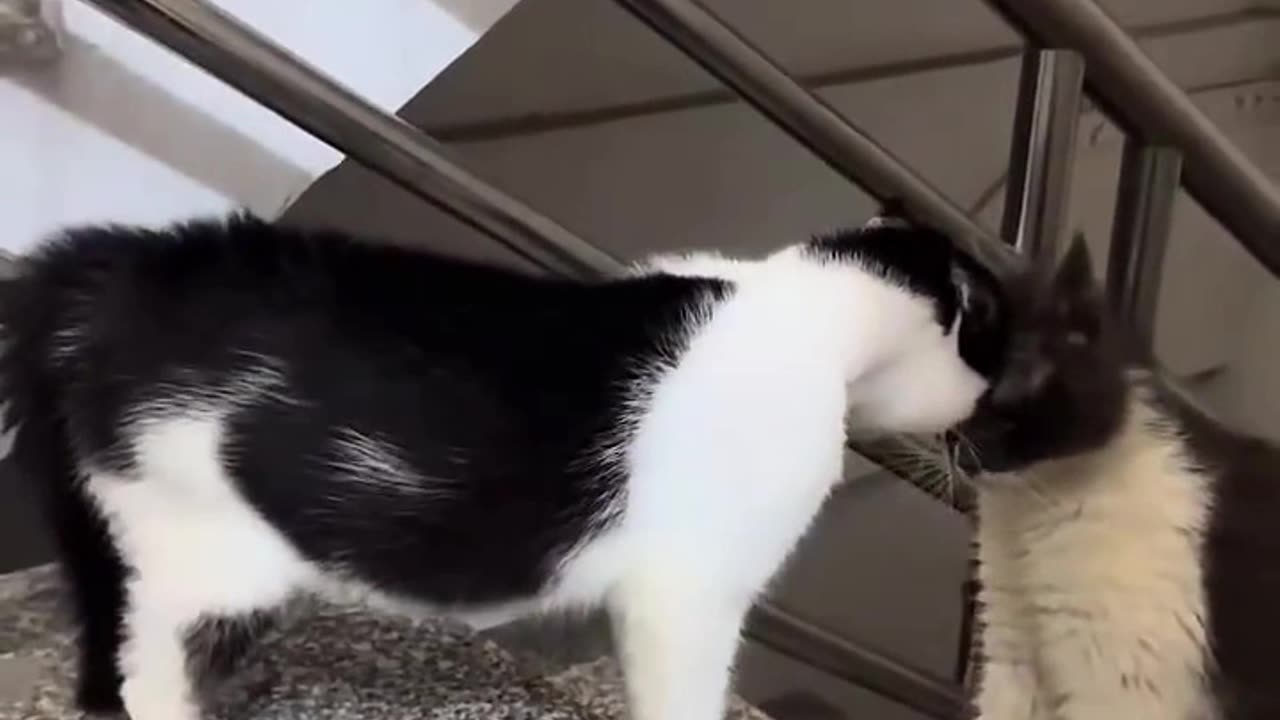 Funny cats