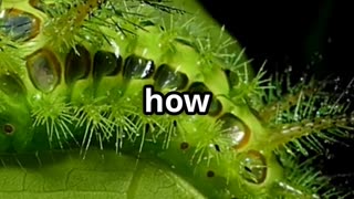 🦋🐍 Snake Headed Caterpillars Nature’s Master of Disguise! 🌿😱