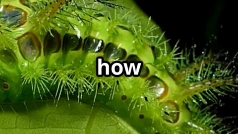🦋🐍 Snake Headed Caterpillars Nature’s Master of Disguise! 🌿😱