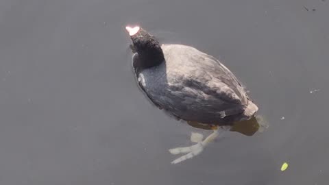 Nice Cute Coot Bird In Great Britain.