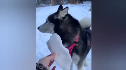 Hilarious & Adorable Pet Moments – Must Watch!