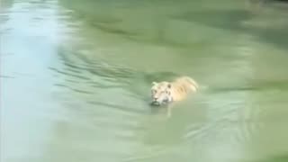 🐥👑 This Quack Will Leave You in AWE! | FunFM