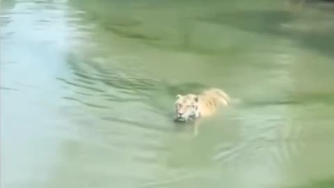 🐥👑 This Quack Will Leave You in AWE! | FunFM