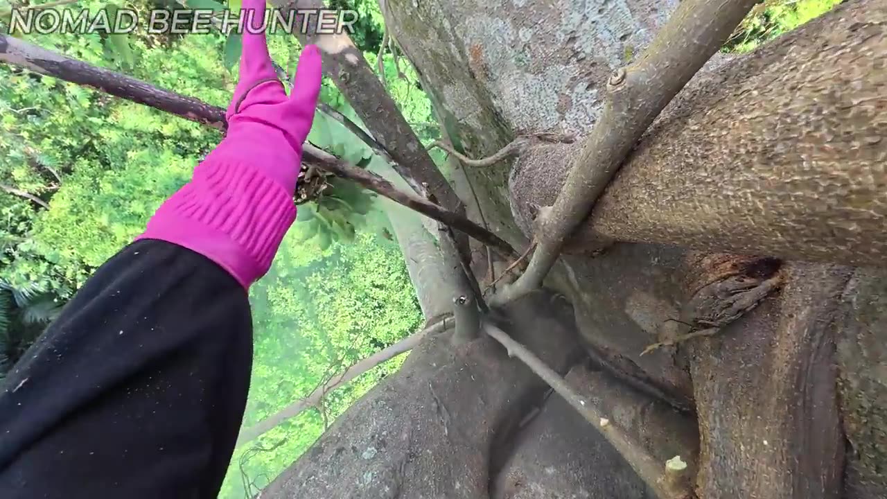 Pure Wild Honey — Why It's So Valuable & The Life Risking Harvest