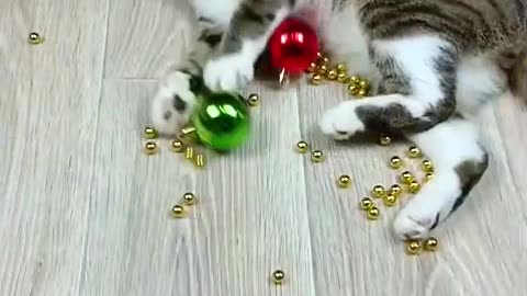 Funny Cat Fails #catfails