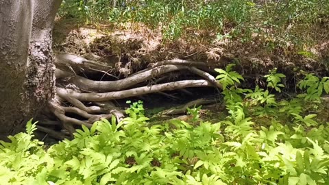 Rad Roots