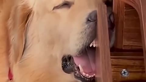 FUNNY ANIMALS CANNOT MISS