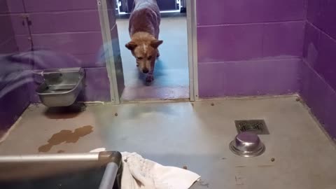 Bingo 1y Pet Id 947829 kennel 27 HSSAZ shelter loves company but upset by kibble overhead20250801638