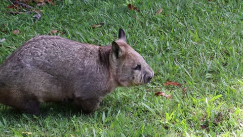 Vombatus ursinus - Common Wombat eating grass in Tasmania, Australia