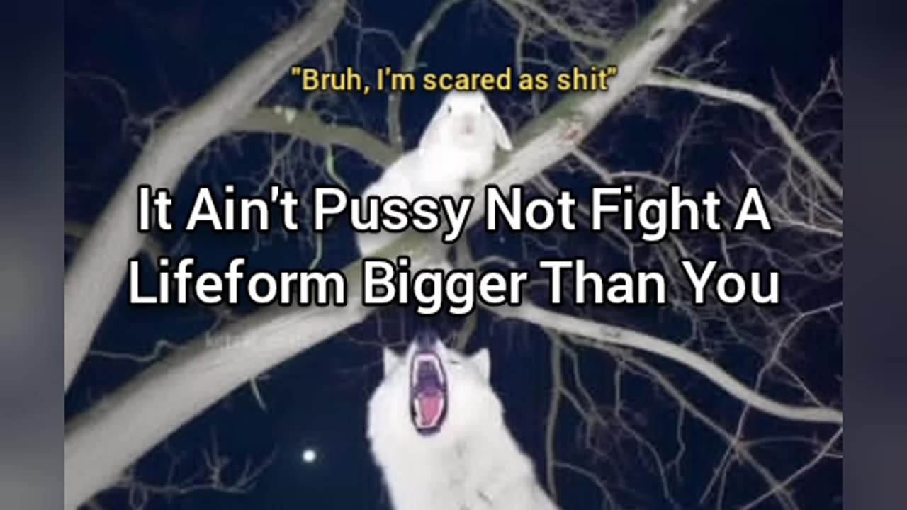 It Ain't Pussy To Not Fight Predators