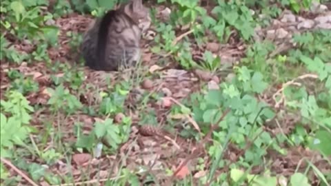 Two cats