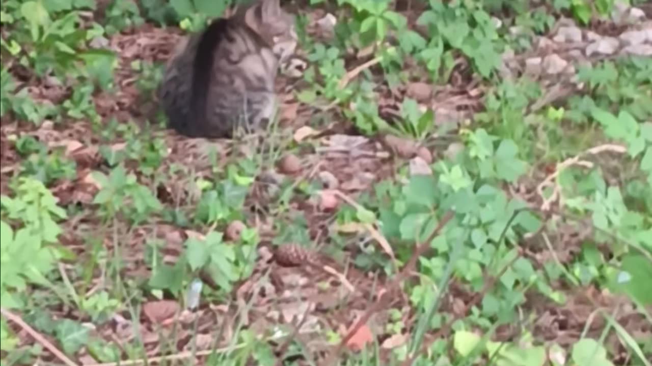Two cats