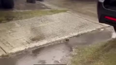 LIberal white woman DEMANDS to see a warrant as ICE agents arrest an illegal