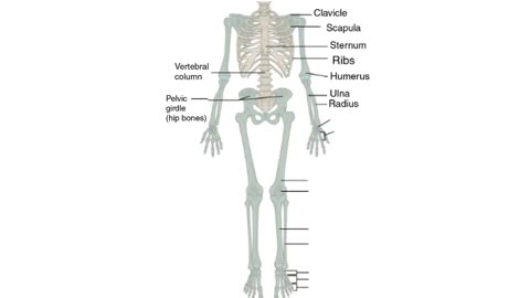 Practice identifying bones of the skeleton