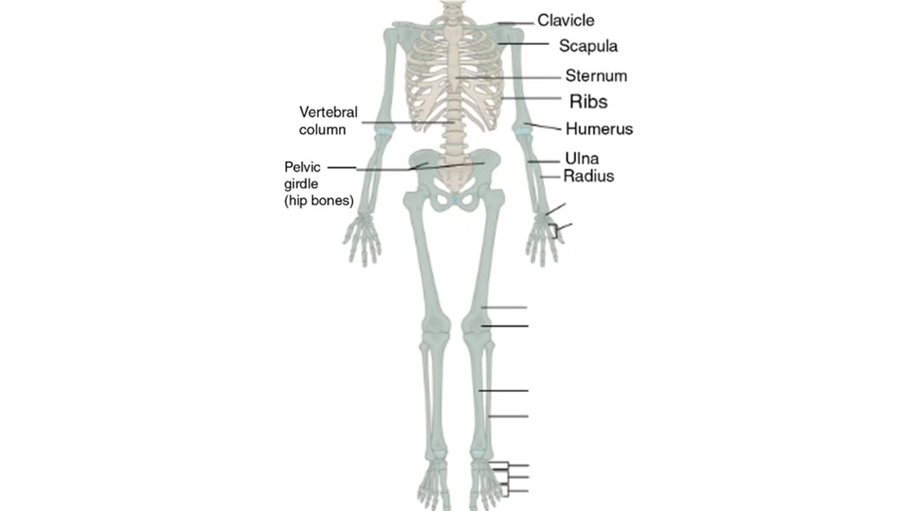 Practice identifying bones of the skeleton