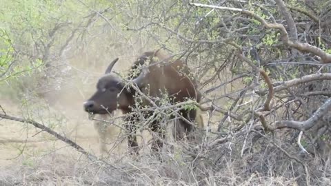4 HYENAS Brutally Take Down & DEVOUR Buffalo Next to Guest House!👀