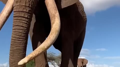 Majestic Growth of Wild Animals