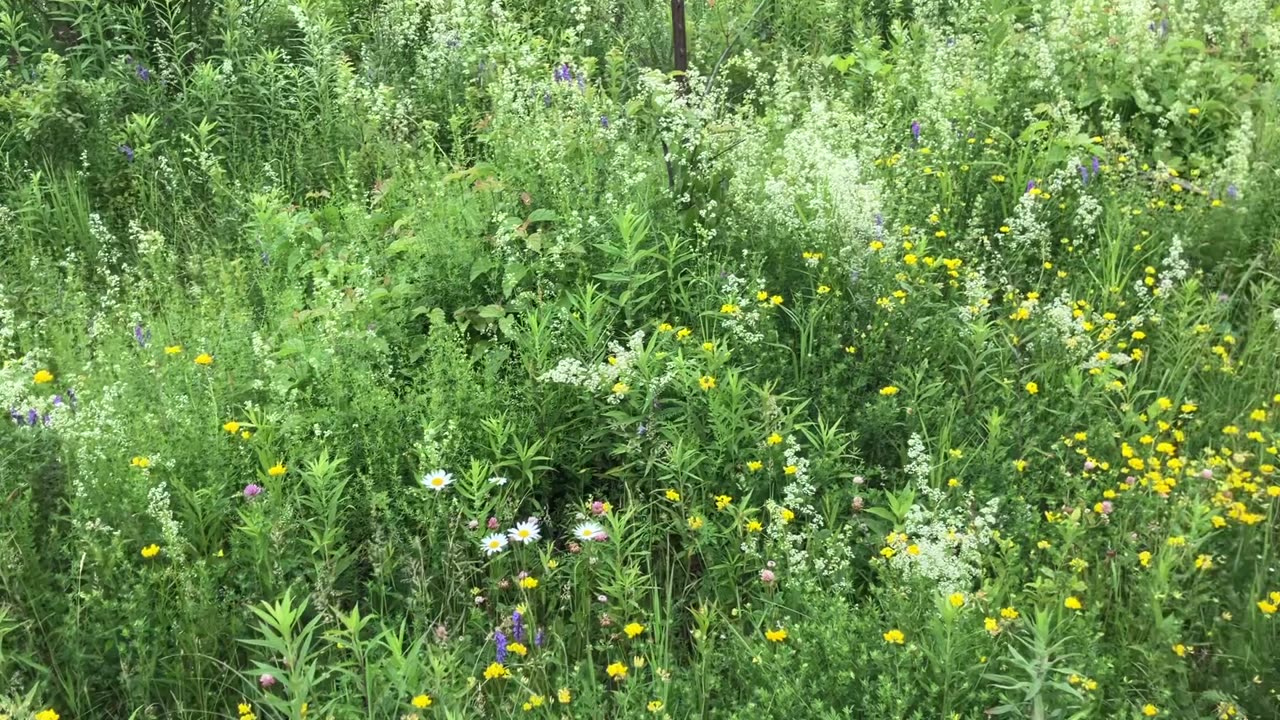 Country Road Wildflowers