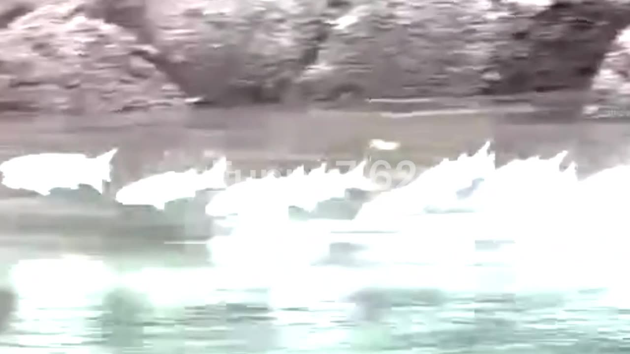 Dancing Fish Create Water Symphony!