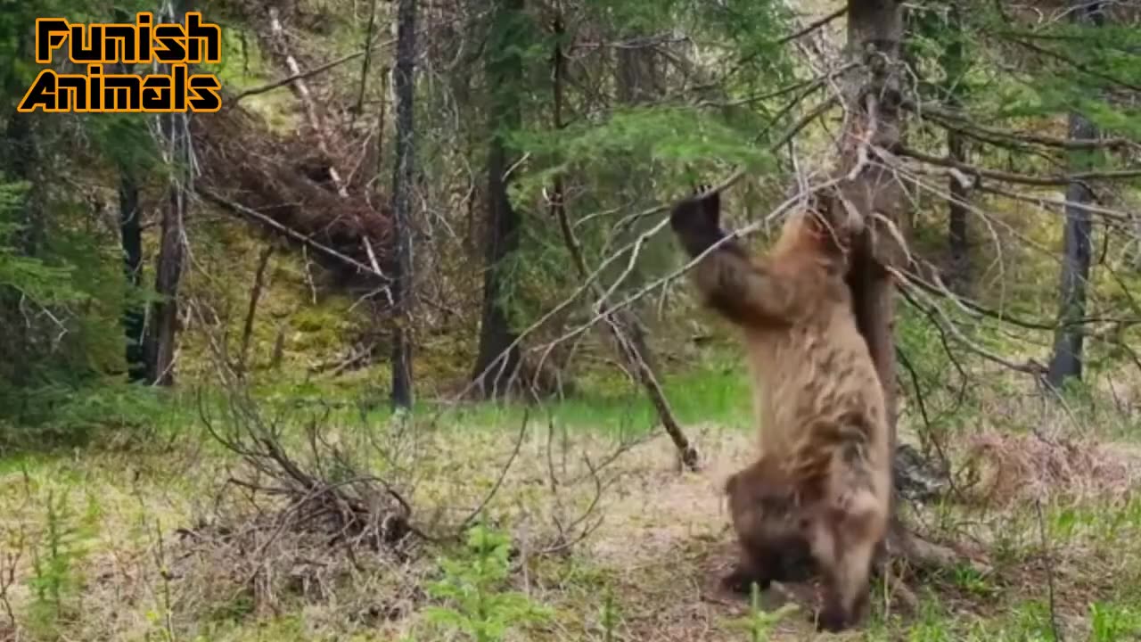 Funny Bear🐻 Video Compilation, Beruang Lucu