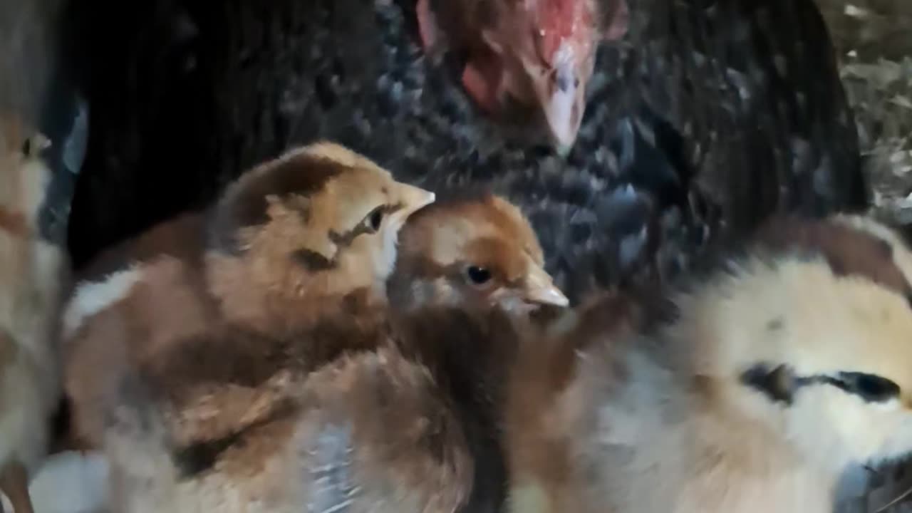 A video of pure cuteness