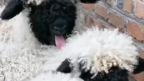 "Faceless sheep"