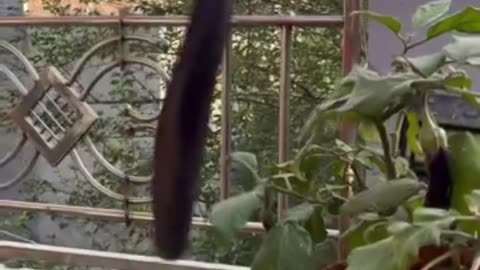 Harvesting Fresh Eggplants from My Terrace Garden 🍆🌱