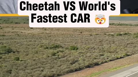 MrBeast World's Fastest Car Vs Cheetah! Reaction