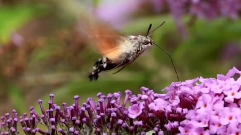 Slow Motion Hawk Moth Feeds on Flower
