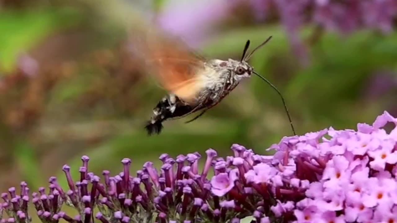 Slow Motion Hawk Moth Feeds on Flower