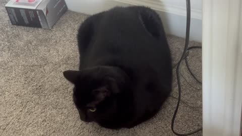 Cute Precious Piper is a Sturdy Loaf Security Guard - Adopting a Cat from a Shelter Vlog