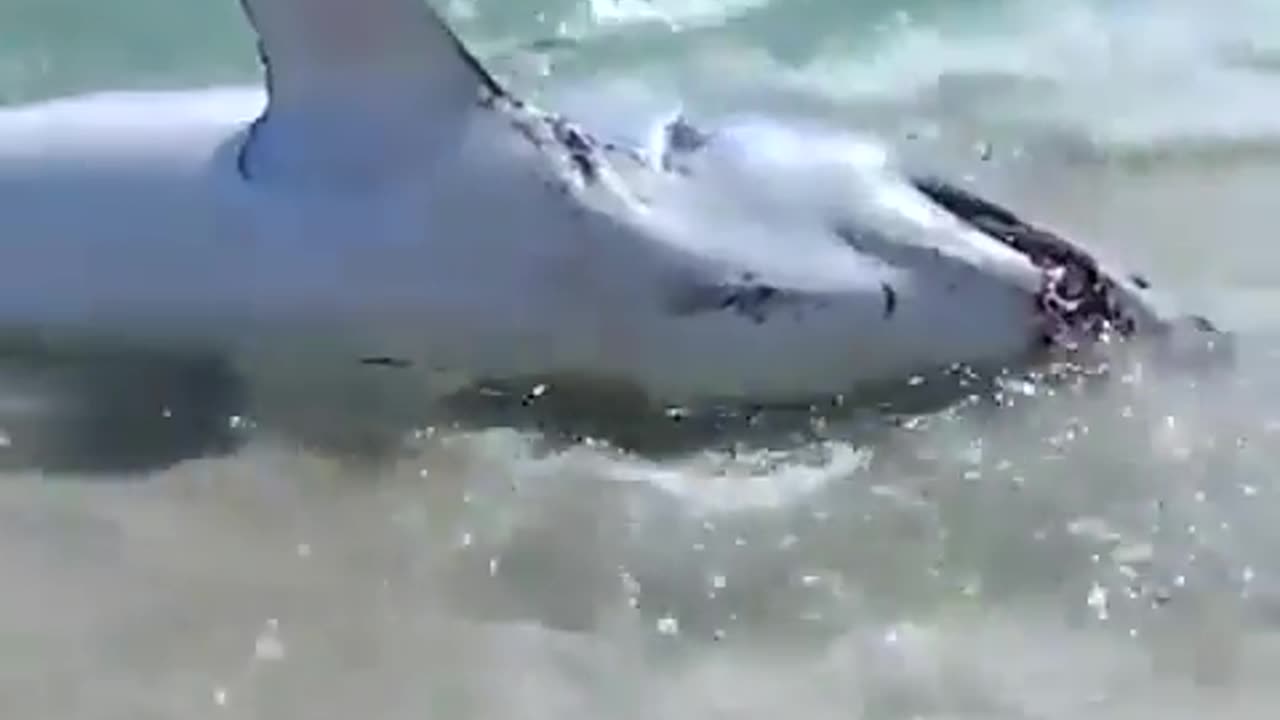 They helped a stranded shark back into the water