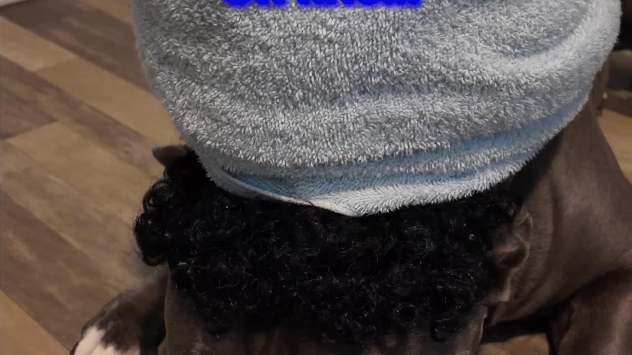 Hair wash day with Blue