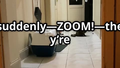 Hilarious Pet Antics: Cats' Zoomies & Dogs' Gifts!