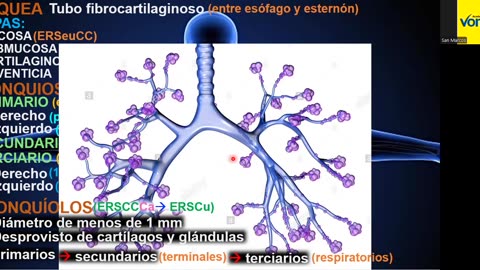 VONEX REPASO 2025 | Semana 03 | Anatomía