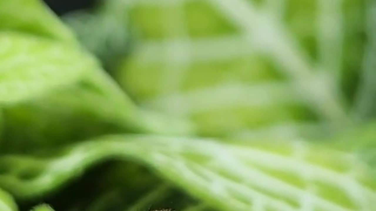 Dribbles is a Menace