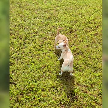 Little Dogs, Big Energy!