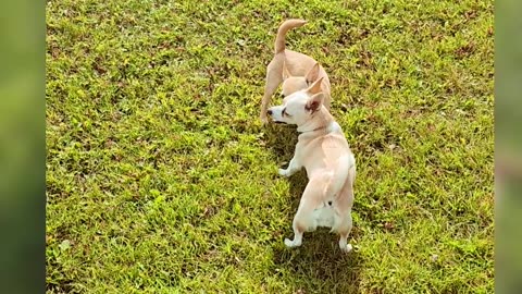Little Dogs, Big Energy!