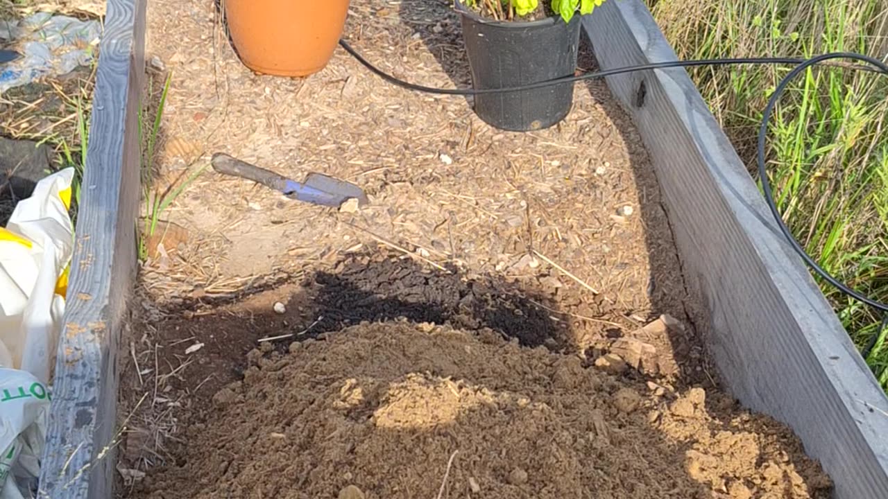 Basil hoop house part 2