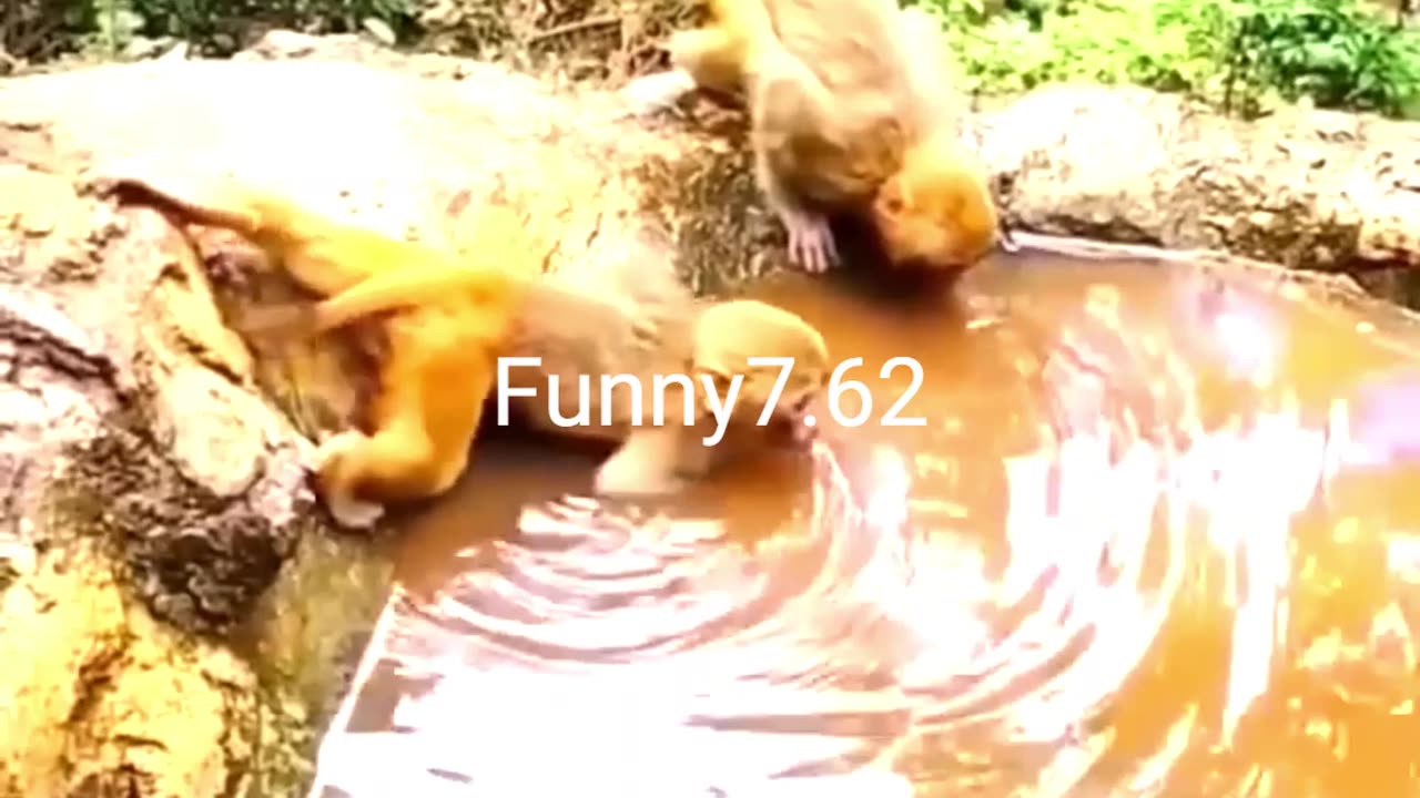 Funny Monkey