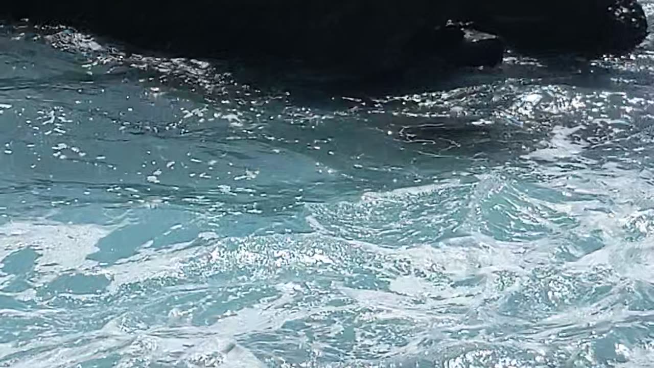 Ocean Reef Waves, Sleep Seals, Sunshine Vibes #beach #waves - San Diego SoCal #shorts NATURE