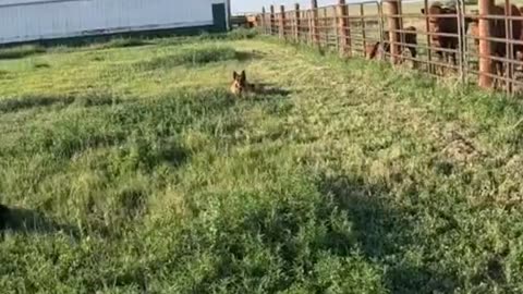 🐄Cow🤠Devotional🐶
