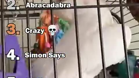 best parrot moments