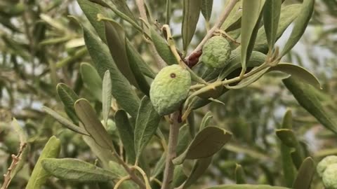 Olives under drought