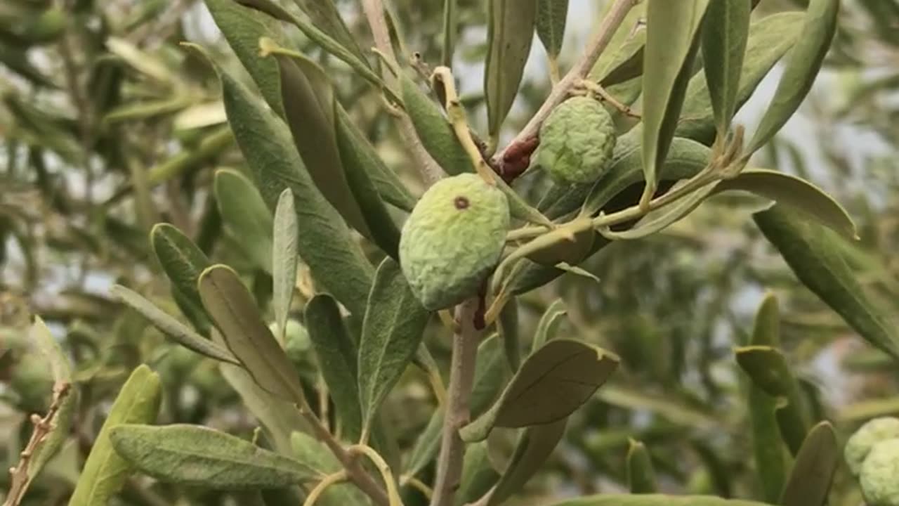 Olives under drought