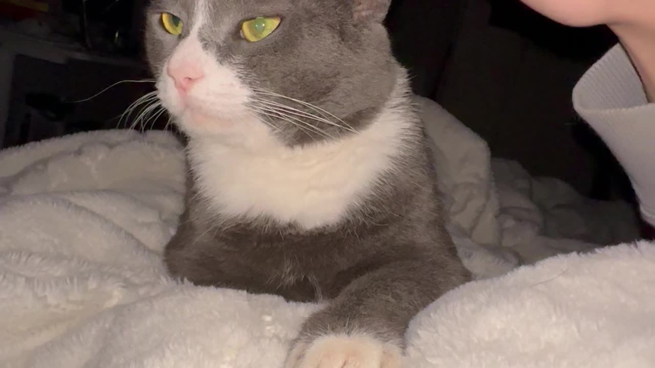 Cat Has a Petting Limit of Three