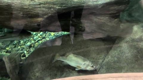 The bass pro shop 🐟 2