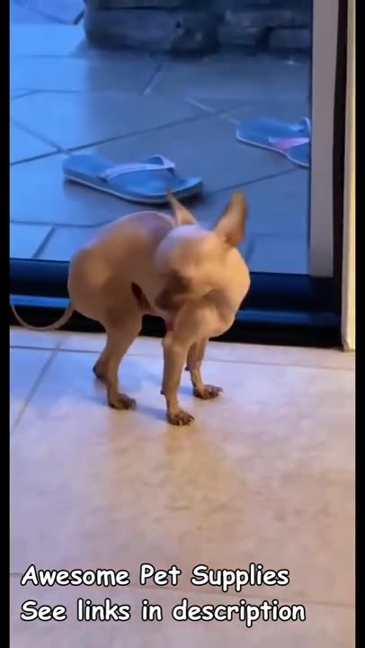 Funny animals| Funny dogs and cats compilation